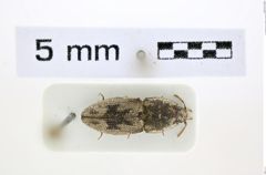 Foto (Dorsalansicht) von Meristhus angulicollis (NHMW-ZOO-COL-0008101)